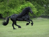 Самый красивый конь в мире