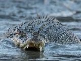 В Австралии крокодил перевернул лодку и съел рыбака