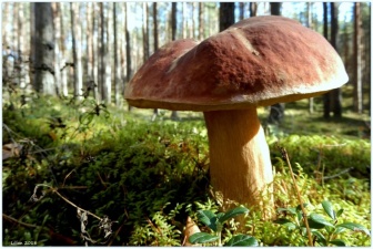 Эстонский ученый прогнозирует большой урожай грибов в этом году 