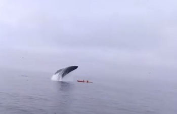  Туристы чудом остались в живых после того, как их чуть не раздавил кит