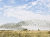 Потрясающее зрелище: 10 000 попугайчиков на водопое