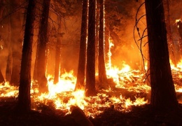 Дым от неконтролируемых лесных пожаров в Сибири дошел до Монголии. Вскоре он может накрыть и Москву. Масштаб пожаров виден из космоса  