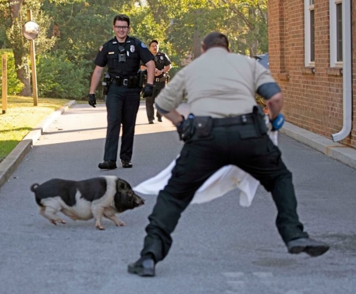  Поймай меня если сможешь: полицейские целый час гонялись за свиньей во Флориде