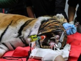 Немецкие стоматологи поставили тигрице золотой клык 