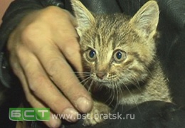 В Братске спасли котенка, забравшегося в вентиляционную шахту и пролетевшего три этажа