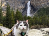 Канадский кот путешествует и ведёт свой Инстаграм