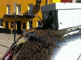 Рой из 20 000 пчел два дня гнался за машиной