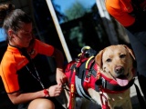 Школа собак-спасателей в Италии
