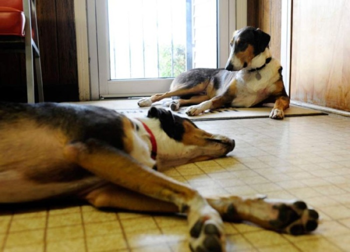 Ветеринар потратил сотню тысяч долларов на то, чтобы дважды клонировать свою любимую собаку