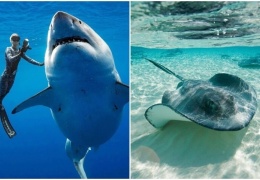 В океанах медленно исчезают акулы и скаты