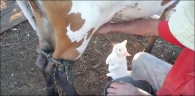  Кот пьет молоко из-под коровы