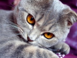 Красивые картинки кошек