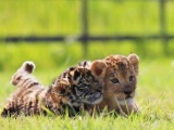 Неразлучные друзья - тигренок и львенок - из японского сафари-парка