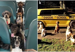  В США собак возят в дневной приют на "школьных автобусах"