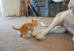 Маленький котенок подошел к большому бойцовскому псу и он начал его облизывать
