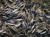 Из-за жары в Чудском озере массово гибнет рыба 