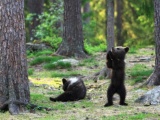 Финские медвежата встали в круг
