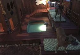 Игровая площадка с мини-бассейном для собак