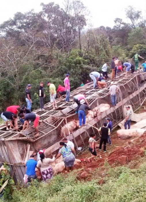 Как разжиться мясом на халяву: грузовик со 120 свиньями перевернулся в Бразилии