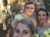 Любопытный жираф пришел на свадьбу