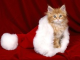 Рождественские коты