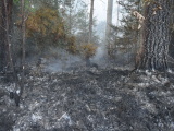 Начавшийся в понедельник вечером лесной пожар в Нарва-Йыэсуу до сих пор не потушен 