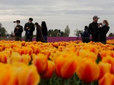 Фестиваль цветущих тюльпанов Skagit Valley Tulip Festival в Вашингтоне. ФОТО