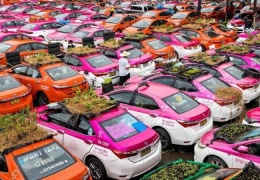 Простаивающие тайские такси становятся зелеными мини-огородами 