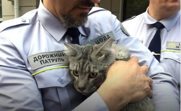 Сотрудники дорожного патруля спасли четырехмесячного котенка