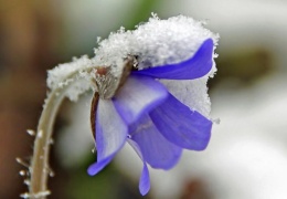 Восьмого марта синоптики обещают в Эстонии мокрый снег и дождь