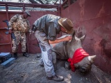 Спасение носорогов, у которых браконьеры безжалостно отпилили рога
