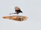  Нахальная чёрная птица села прямо во время полёта на спину сове 