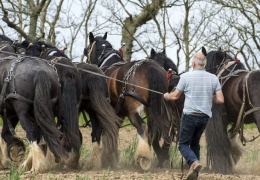 Крупные лошади-тяжеловозы заменяют фермеру трактор