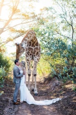Любопытный жираф пришел на свадьбу