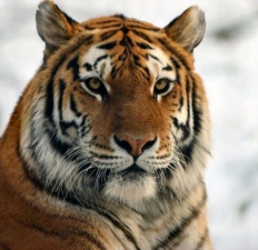 тигры 