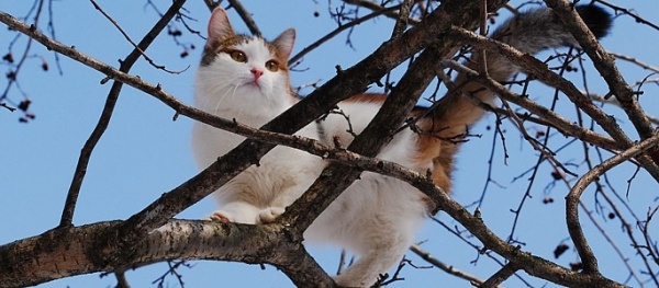 Кошка застряла на дереве: что делать?