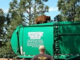 Медведь прокатился с ветерком на крыше мусоровоза