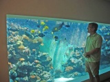Израильтянин создал самый большой в стране аквариум для гостиной