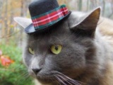 Кошки в шляпах (7 фотографий)