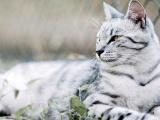 Красивые картинки кошек