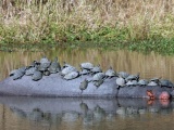 Красноухие черепахи отдыхают на спине огромного бегемота