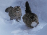 Крутость зашкаливает: финка показала своих шикарных северных котов