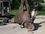 Фотоновость: в Нарве умер цирковой слон