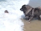 Забавный момент собака тащит внучку своего хозяина из воды