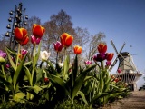 Фестивали тюльпанов в Нидерландах и Швейцарии