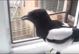 Птица смеется как ребенок