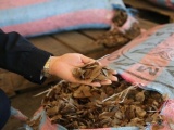 В Китае у браконьеров изъяли 12 тонн чешуи панголинов