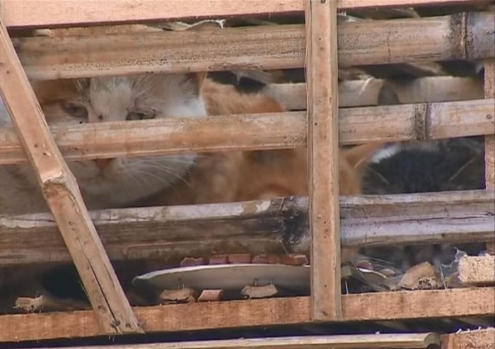 Активисты спасли 2 тысячи котов