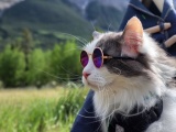 Канадский кот путешествует и ведёт свой Инстаграм