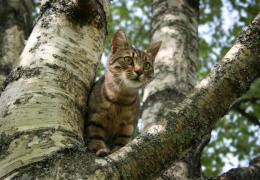 Кот просидел на дереве целую неделю